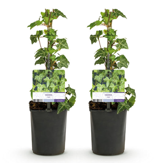 Bonte klimop voor balkon – Groen-wit blad, groenblijvend (2 stuks) - jardinera para un balcón verde Vercony
