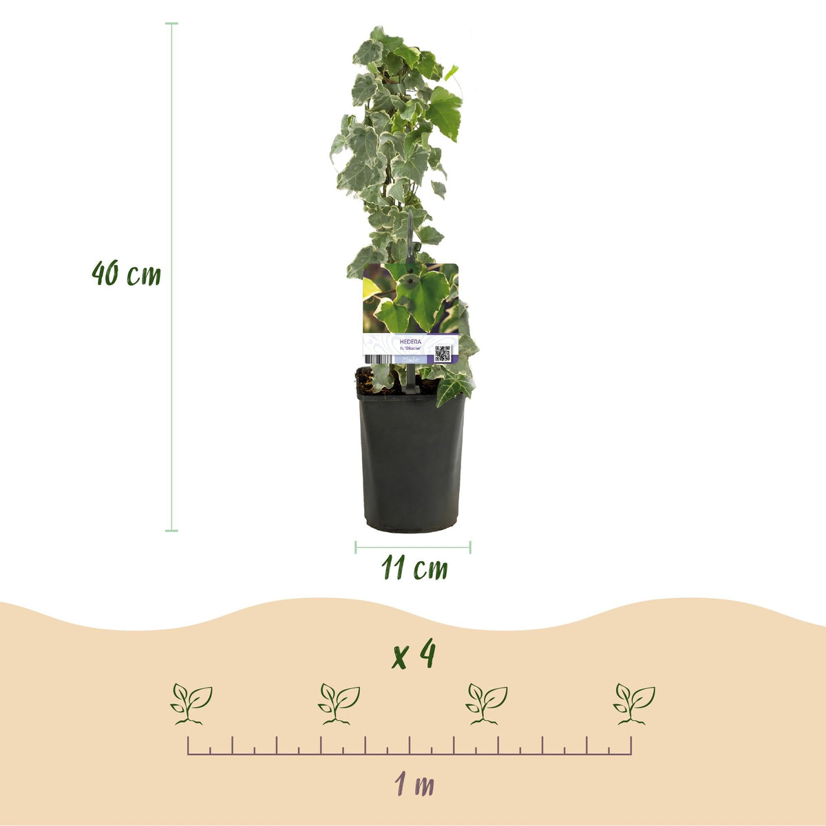 Bonte klimop voor balkon – Groen-wit blad, groenblijvend (2 stuks) - plantenbak voor een groen balkon Vercony