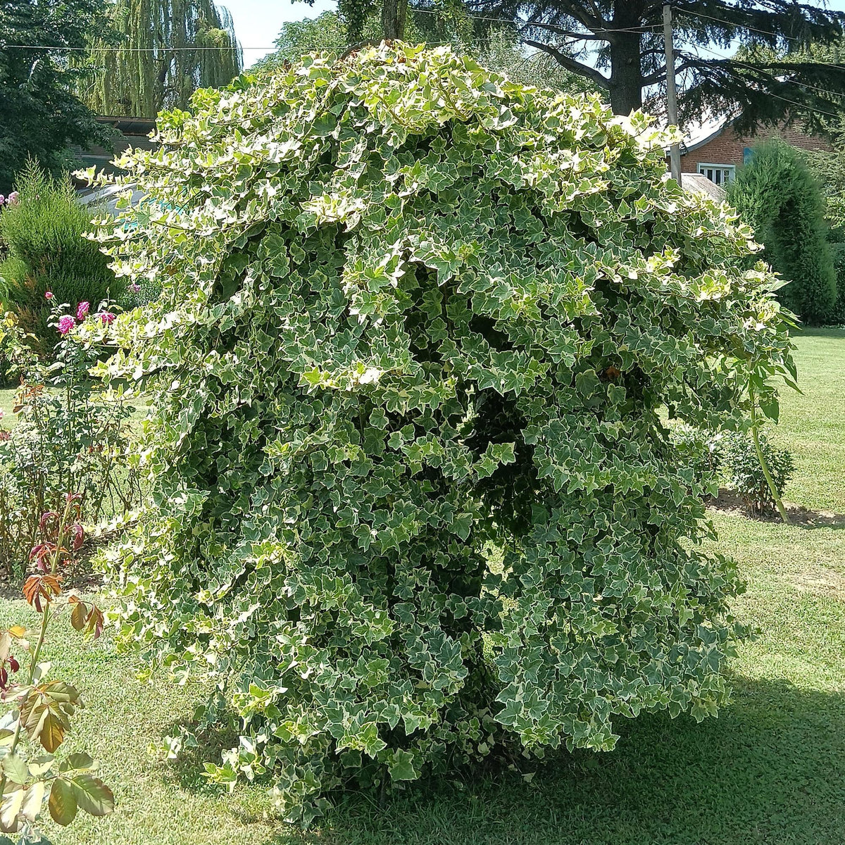 Bonte klimop voor balkon – Groen-wit blad, groenblijvend (2 stuks) - plantenbak voor een groen balkon Vercony