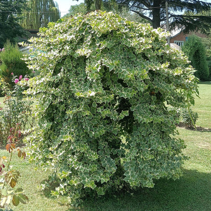 Bonte klimop voor balkon – Groen-wit blad, groenblijvend (2 stuks) - plantenbak voor een groen balkon Vercony