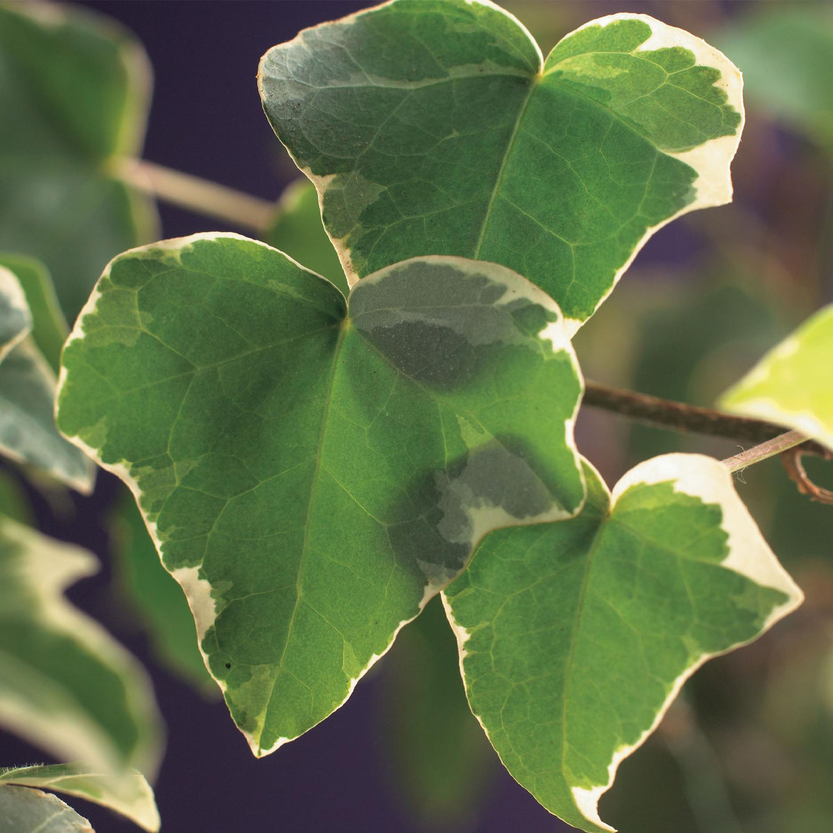 Bonte klimop voor balkon – Groen-wit blad, groenblijvend (2 stuks) - plantenbak voor een groen balkon Vercony