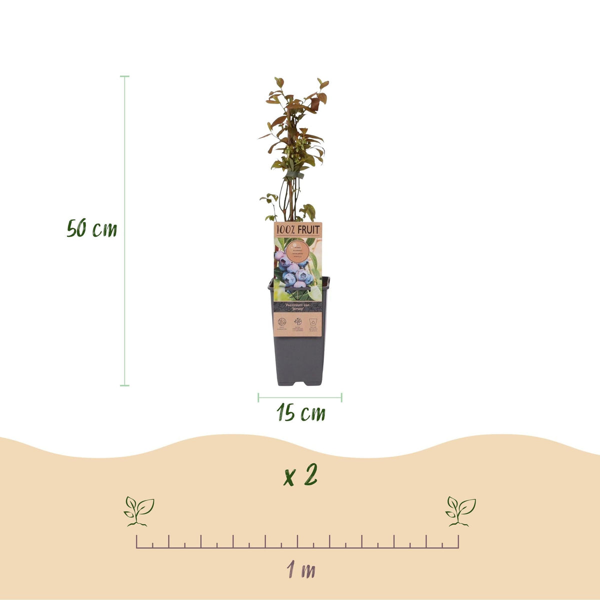 Bosbesplant voor balkon – Blauwe bes, hoge opbrengst (2 planten) - Pflanzkasten für einen grünen Balkon Vercony