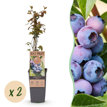 Bosbesplant voor balkon – Blauwe bes, hoge opbrengst (2 planten) - Pflanzkasten für einen grünen Balkon Vercony