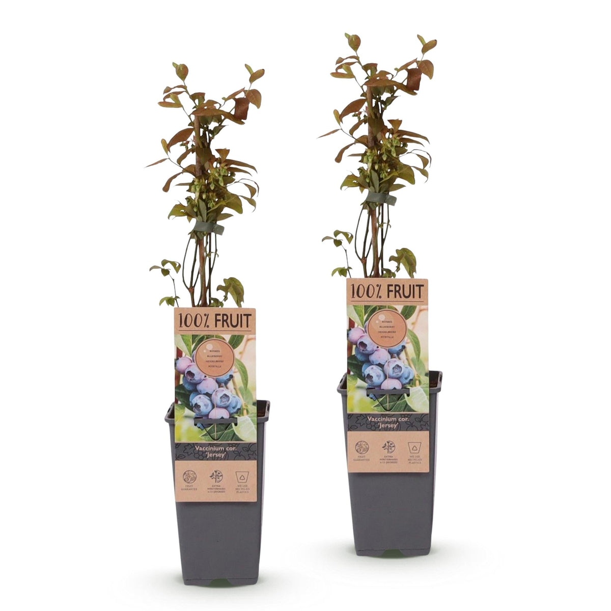 Bosbesplant voor balkon – Blauwe bes, hoge opbrengst (2 planten) - Pflanzkasten für einen grünen Balkon Vercony