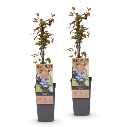 Bosbesplant voor balkon – Blauwe bes, hoge opbrengst (2 planten) - Pflanzkasten für einen grünen Balkon Vercony