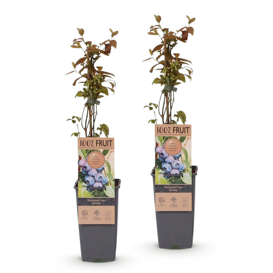 Bosbesplant voor balkon – Blauwe bes, hoge opbrengst (2 planten) - jardinera para un balcón verde Vercony