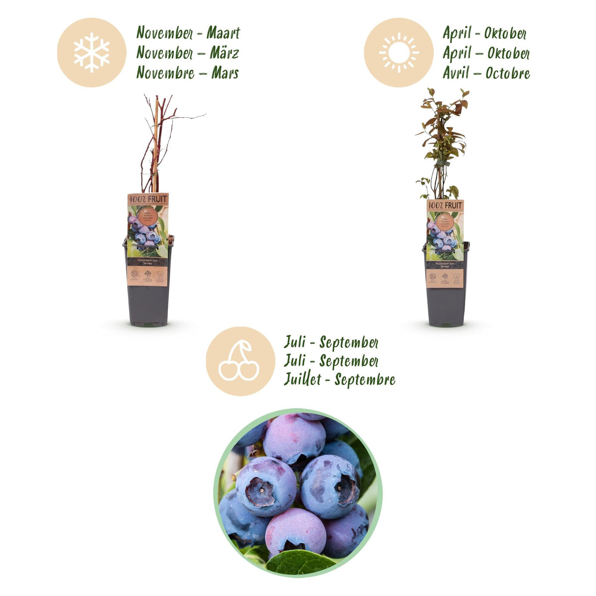 Bosbesplant voor balkon – Blauwe bes, hoge opbrengst (2 planten) - Pflanzkasten für einen grünen Balkon Vercony