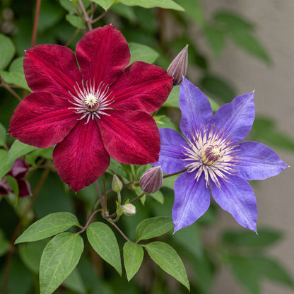 Bosrank voor balkon – Duo blauw &amp; rood, grootbloemige klimplant (6 stuks) - planter for a green balcony Vercony