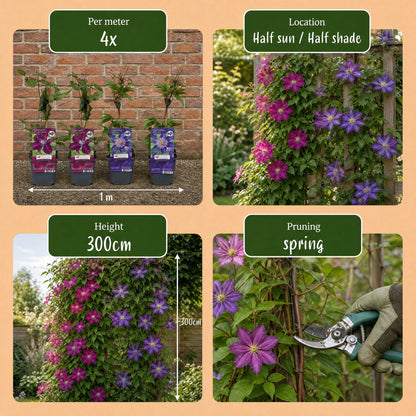 Bosrank voor balkon – Duo blauw &amp; rood, grootbloemige klimplant (6 stuks) - planter for a green balcony Vercony