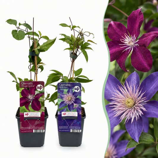 Bosrank voor balkon – Duo blauw & rood, grootbloemige klimplant (6 stuks) - jardinera para un balcón verde Vercony