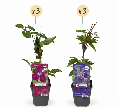 Bosrank voor balkon – Duo blauw &amp; rood, grootbloemige klimplant (6 stuks) - planter for a green balcony Vercony