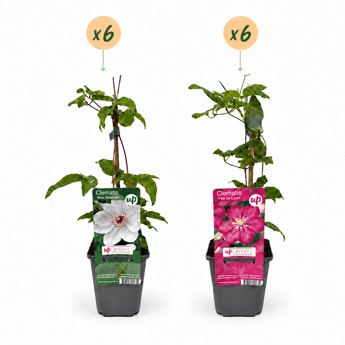Bosrank voor balkon – Duo roze & wit, grootbloemige klimplant (12 stuks) - Jardinière pour un balcon vert Vercony