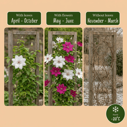 Bosrank voor balkon – Duo roze &amp; wit, grootbloemige klimplant (12 stuks) - Jardinière pour un balcon vert Vercony