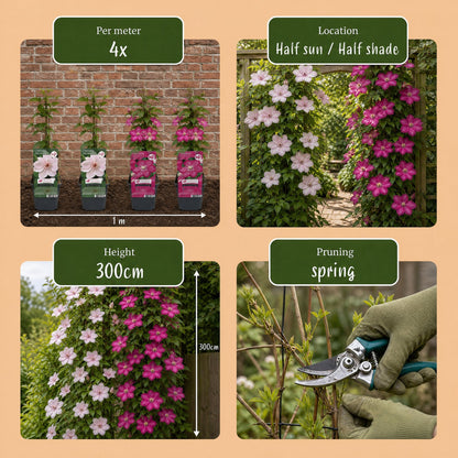Bosrank voor balkon – Duo roze &amp; wit, grootbloemige klimplant (12 stuks) - Jardinière pour un balcon vert Vercony