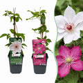 Bosrank voor balkon – Duo roze & wit, grootbloemige klimplant (12 stuks)
