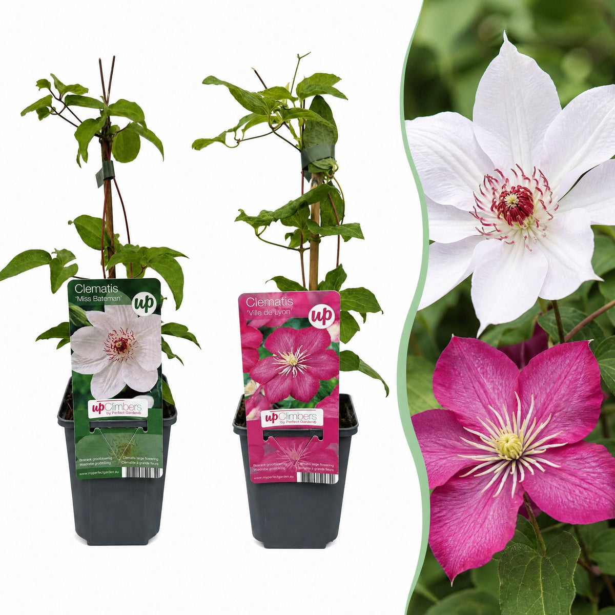 Bosrank voor balkon – Duo roze & wit, grootbloemige klimplant (12 stuks) - Jardinière pour un balcon vert Vercony