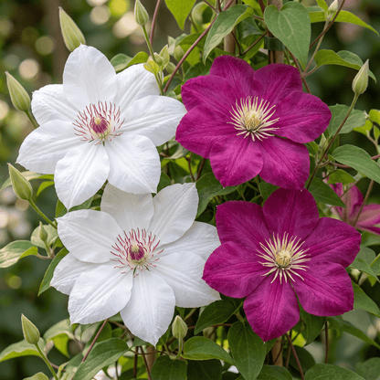 Bosrank voor balkon – Duo roze &amp; wit, grootbloemige klimplant (12 stuks) - Jardinière pour un balcon vert Vercony