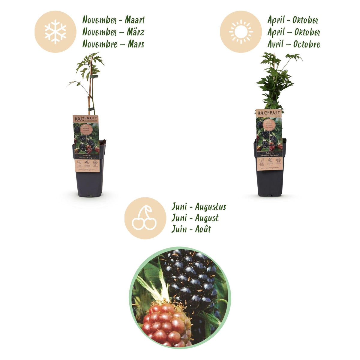 Bramenplant voor balkon – Doornloos & groenblijvend (2 planten) - Pflanzkasten für einen grünen Balkon Vercony