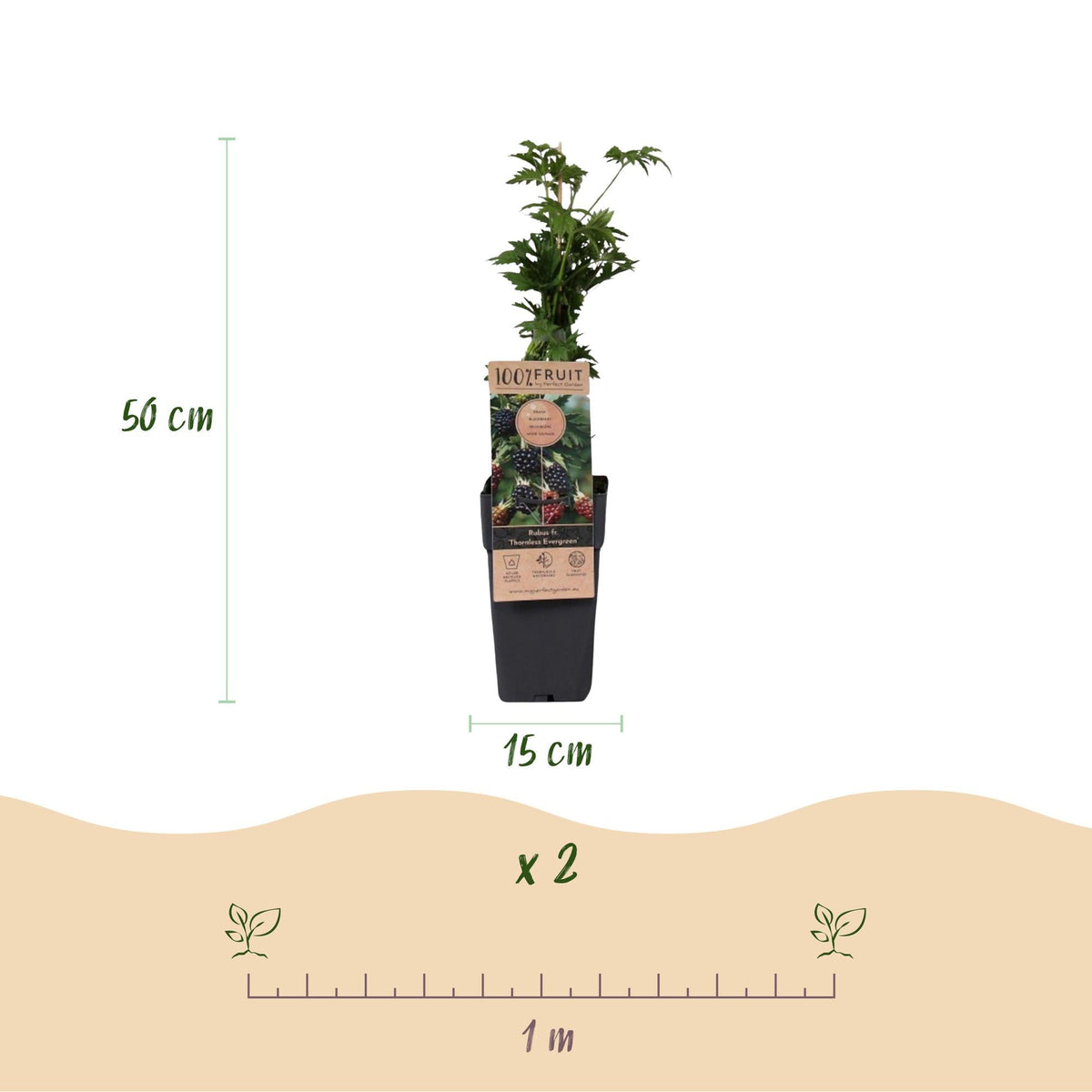 Bramenplant voor balkon – Doornloos &amp; groenblijvend (2 planten) - Pflanzkasten für einen grünen Balkon Vercony