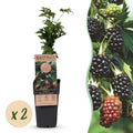 Bramenplant voor balkon – Doornloos & groenblijvend (2 planten)