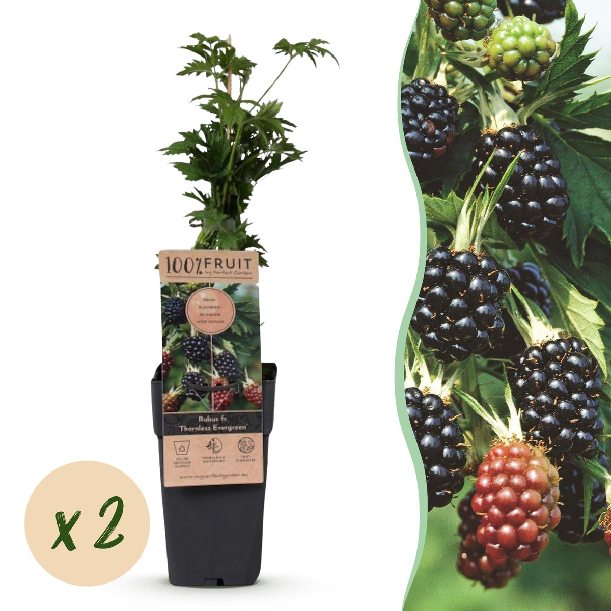 Bramenplant voor balkon – Doornloos &amp; groenblijvend (2 planten) - Pflanzkasten für einen grünen Balkon Vercony