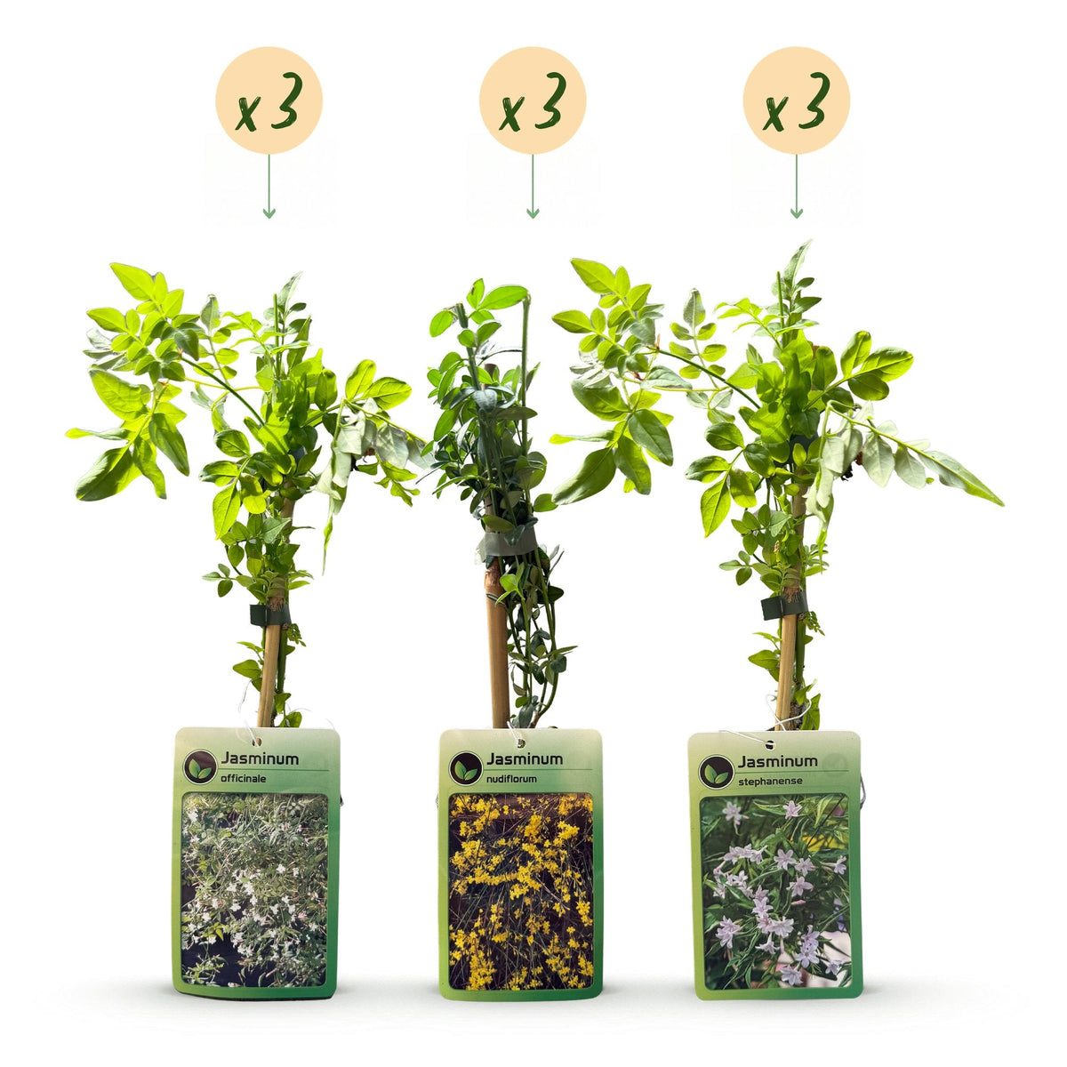 Driekleurige jasmijn voor balkon – Geurend &amp; kleurrijk, klimplant (9 stuks) - plantenbak voor een groen balkon Vercony