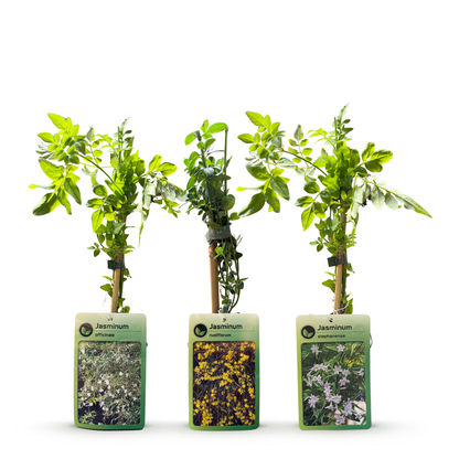 Driekleurige jasmijn voor balkon – Geurend &amp; kleurrijk, klimplant (9 stuks) - plantenbak voor een groen balkon Vercony