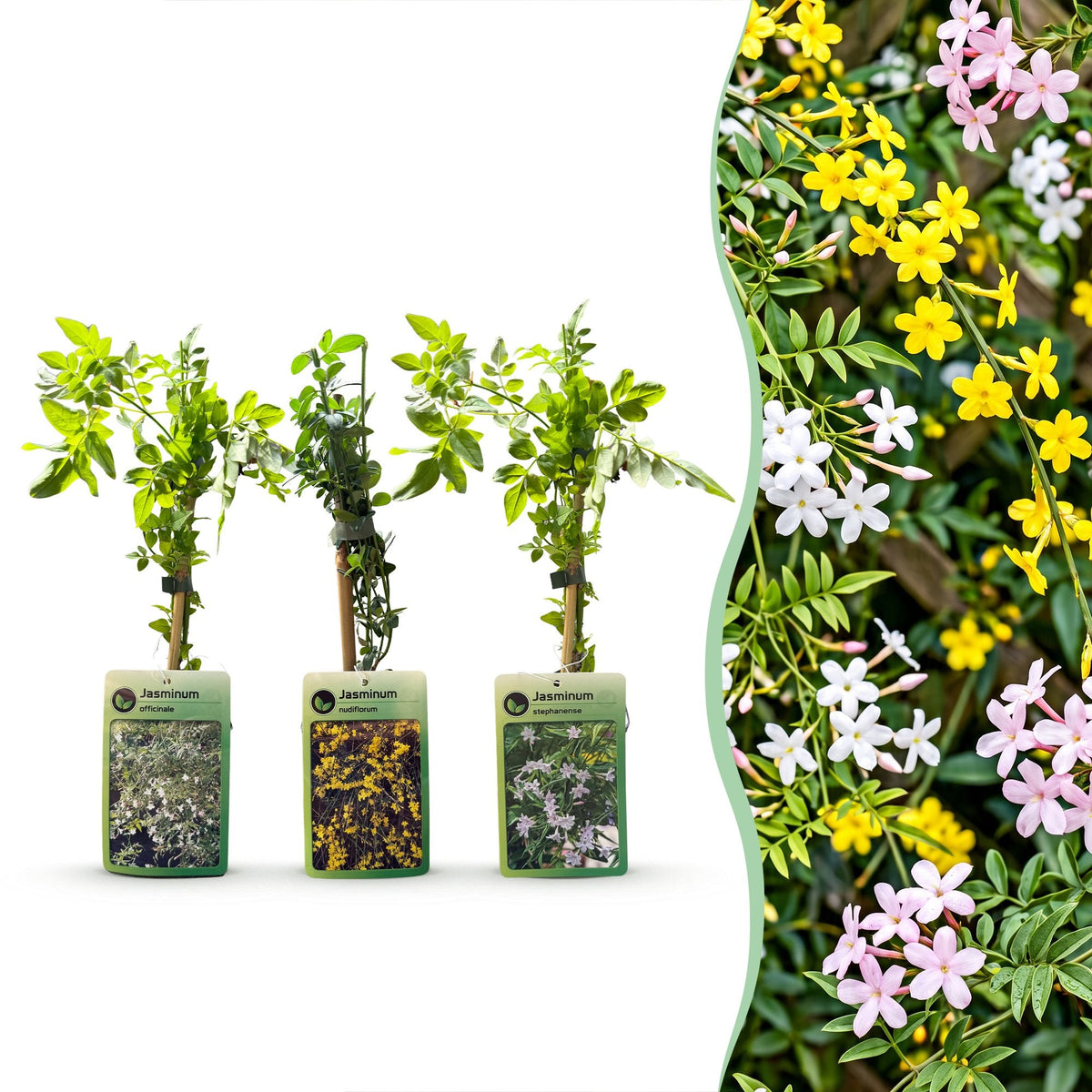 Driekleurige jasmijn voor balkon – Geurend & kleurrijk, klimplant (9 stuks) - plantenbak voor een groen balkon Vercony