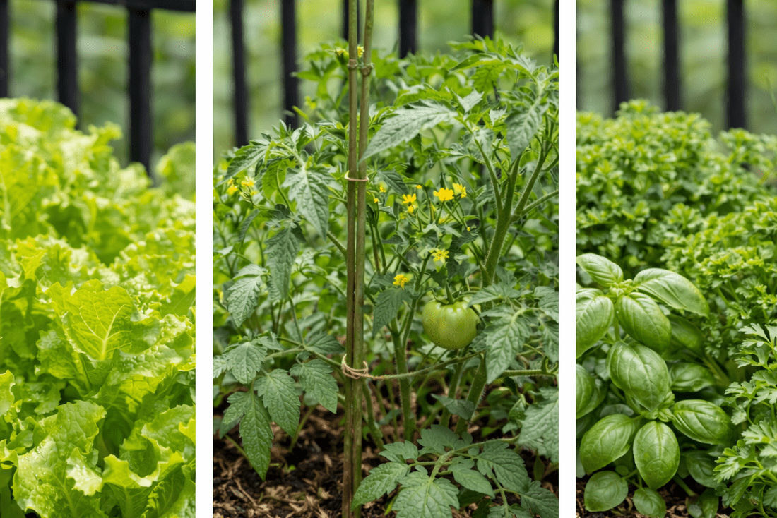 Drieluik van een klein moestuintje met opgroeiende tomatenplantjes, jonge slaplantjes in de volle grond en de eerste bloesems van een aardbeienplant.