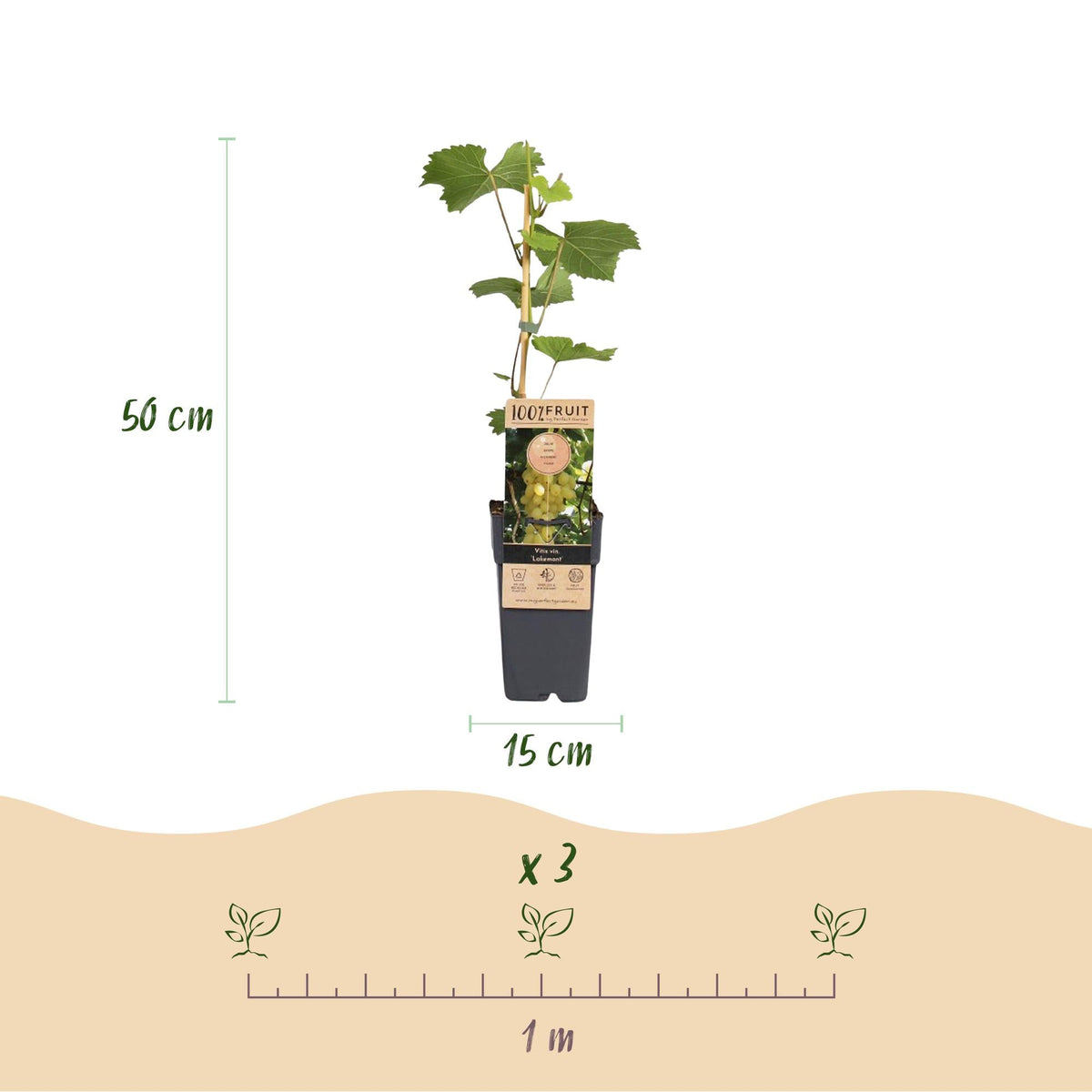 Druivenplant voor balkon – Goudgele druiven, winterhard (2 planten) - Pflanzkasten für einen grünen Balkon Vercony
