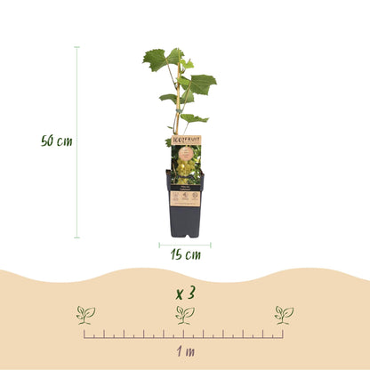 Druivenplant voor balkon – Goudgele druiven, winterhard (2 planten) - Pflanzkasten für einen grünen Balkon Vercony