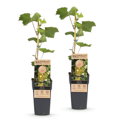 Druivenplant voor balkon – Goudgele druiven, winterhard (2 planten) - Pflanzkasten für einen grünen Balkon Vercony