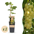 Druivenplant voor balkon – Goudgele druiven, winterhard (2 planten)