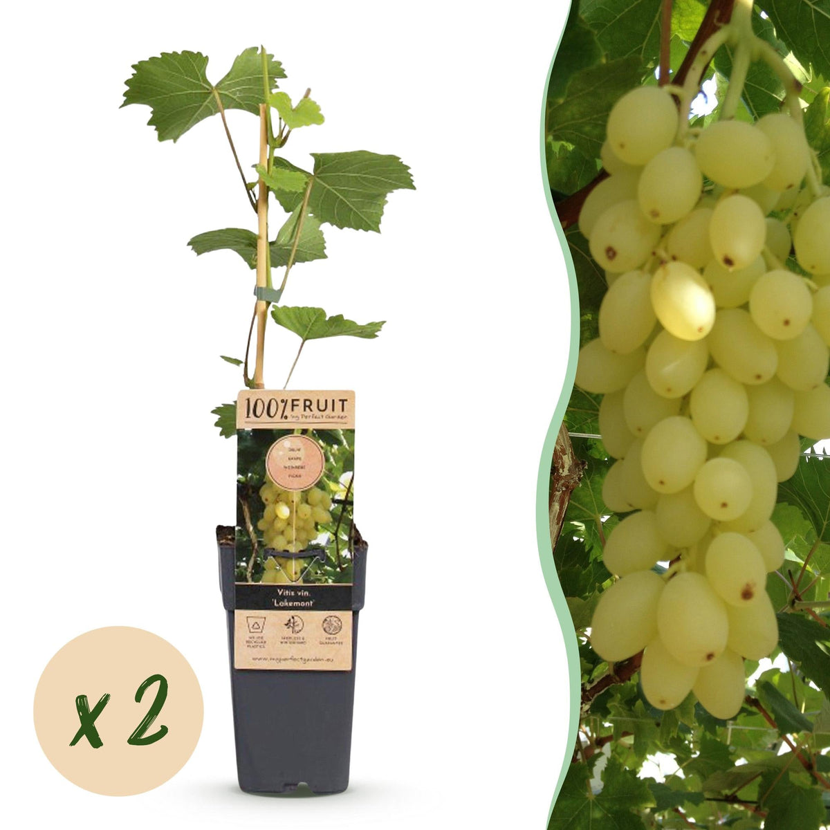 Druivenplant voor balkon – Goudgele druiven, winterhard (2 planten) - Pflanzkasten für einen grünen Balkon Vercony
