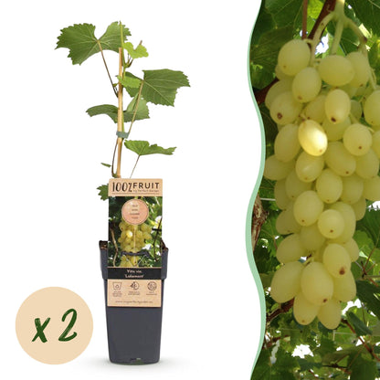 Druivenplant voor balkon – Goudgele druiven, winterhard (2 planten) - Pflanzkasten für einen grünen Balkon Vercony