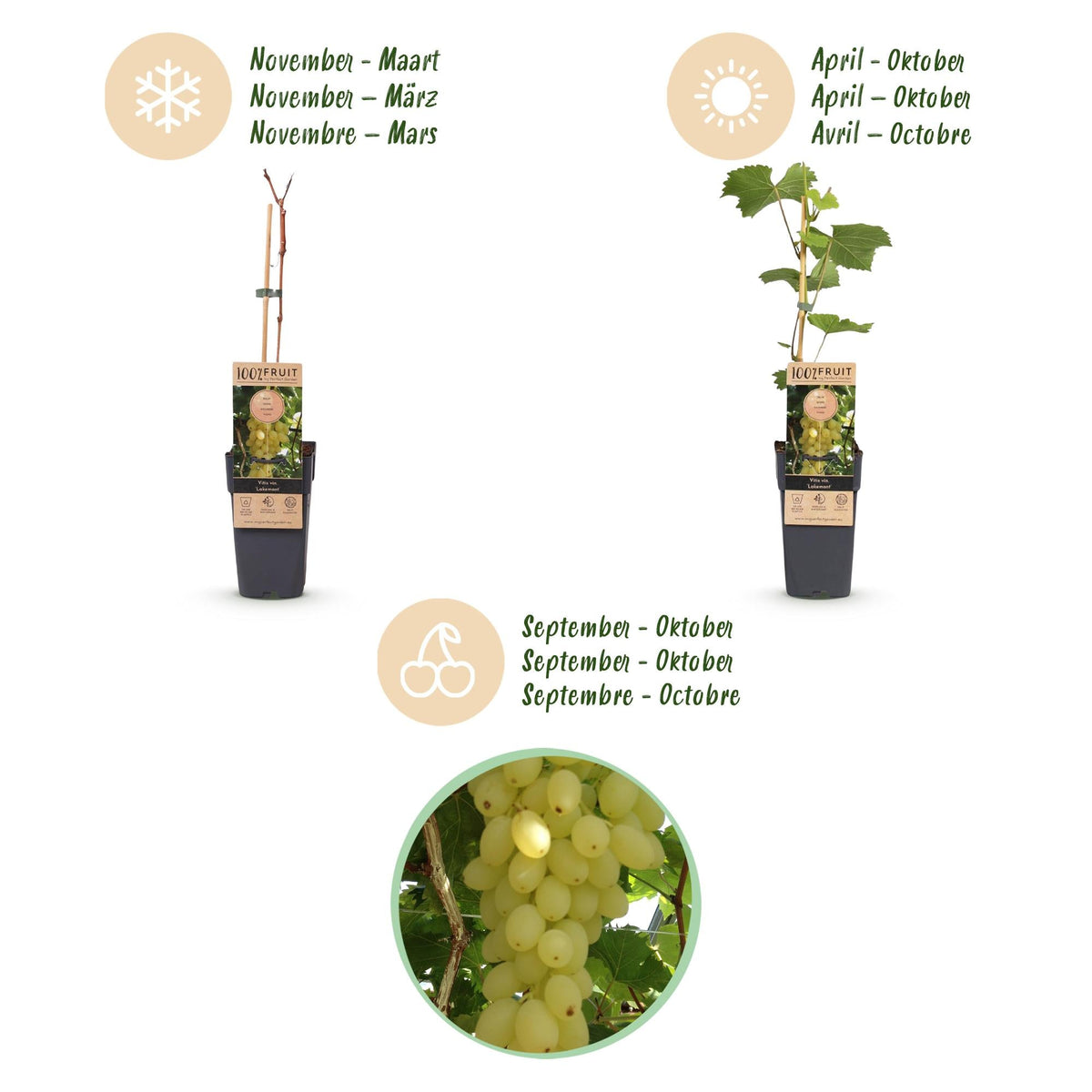 Druivenplant voor balkon – Goudgele druiven, winterhard (2 planten) - Pflanzkasten für einen grünen Balkon Vercony