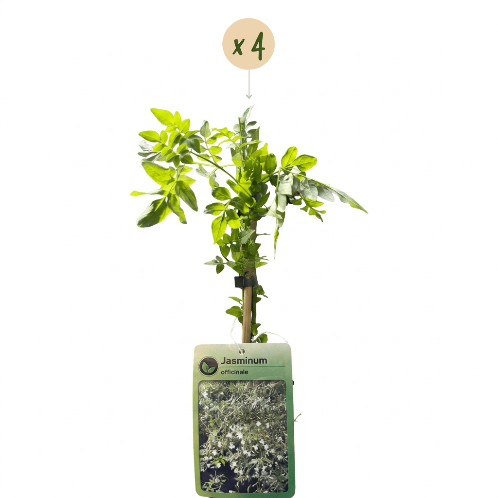 Echte jasmijn voor balkon – Wit &amp; geurend, klimplant (4 stuks) - planter for a green balcony Vercony