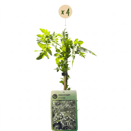 Echte jasmijn voor balkon – Wit & geurend, klimplant (4 stuks) - jardinera para un balcón verde Vercony