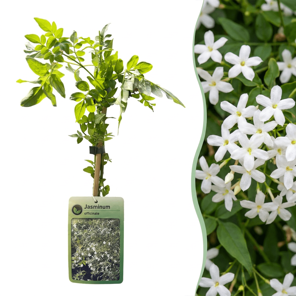 Echte jasmijn voor balkon – Wit & geurend, klimplant (4 stuks) - planter for a green balcony Vercony