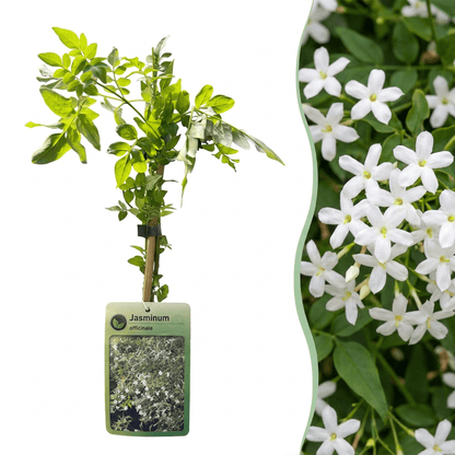 Echte jasmijn voor balkon – Wit &amp; geurend, klimplant (4 stuks) - planter for a green balcony Vercony