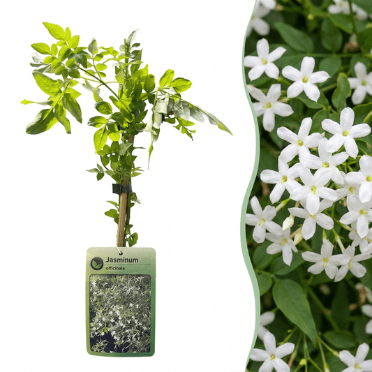 Echte jasmijn voor balkon – Wit & geurend, klimplant (4 stuks) - jardinera para un balcón verde Vercony