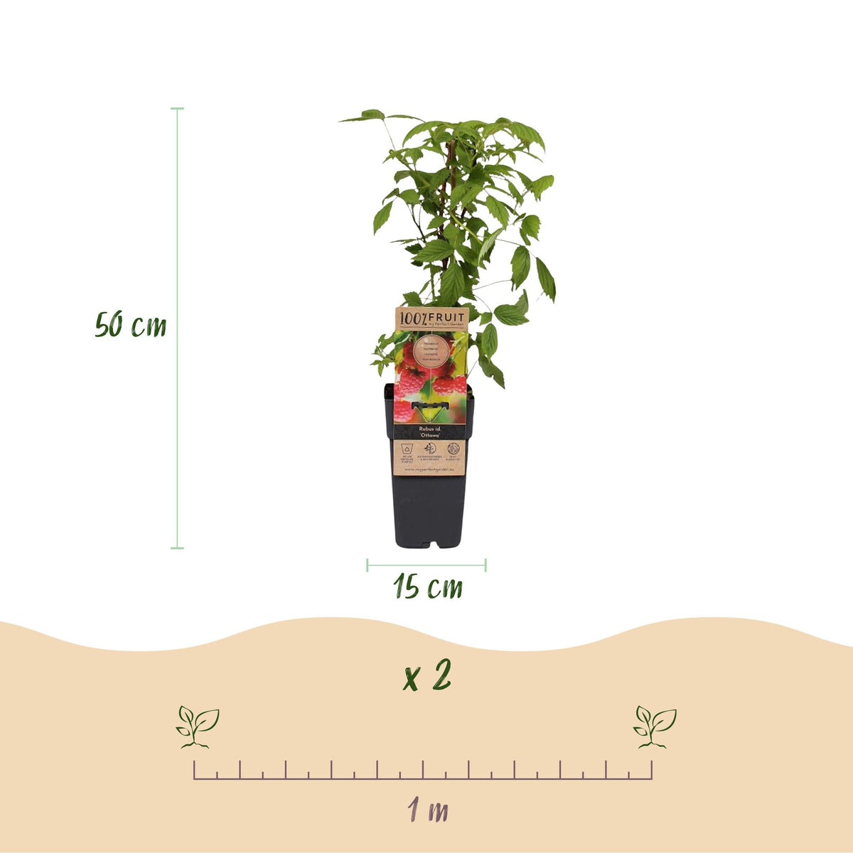 Frambozenplant voor balkon – Zoete rode framboos, winterhard (2 planten) - plantenbak voor een groen balkon Vercony