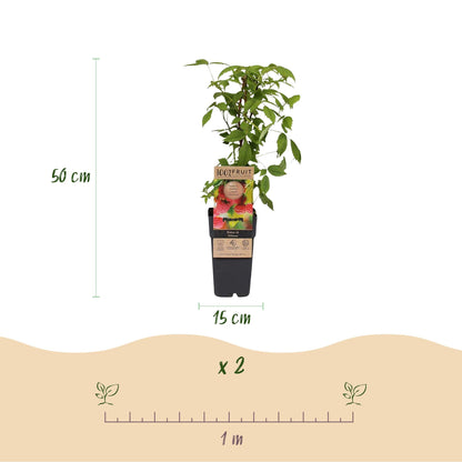 Frambozenplant voor balkon – Zoete rode framboos, winterhard (2 planten) - plantenbak voor een groen balkon Vercony