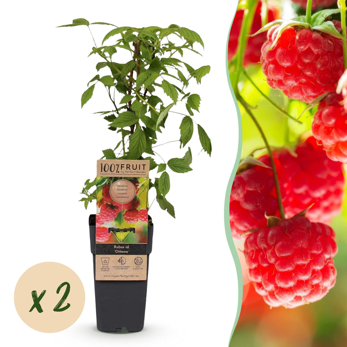 Frambozenplant voor balkon – Zoete rode framboos, winterhard (2 planten) - plantenbak voor een groen balkon Vercony