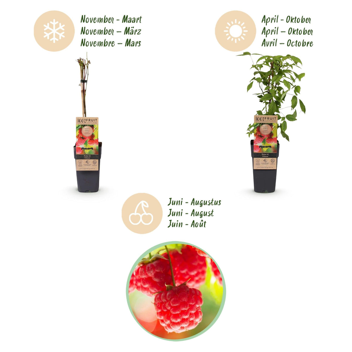 Frambozenplant voor balkon – Zoete rode framboos, winterhard (2 planten) - plantenbak voor een groen balkon Vercony