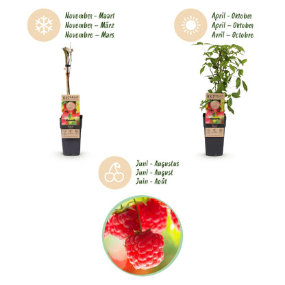 Frambozenplant voor balkon – Zoete rode framboos, winterhard (2 planten) - plantenbak voor een groen balkon Vercony