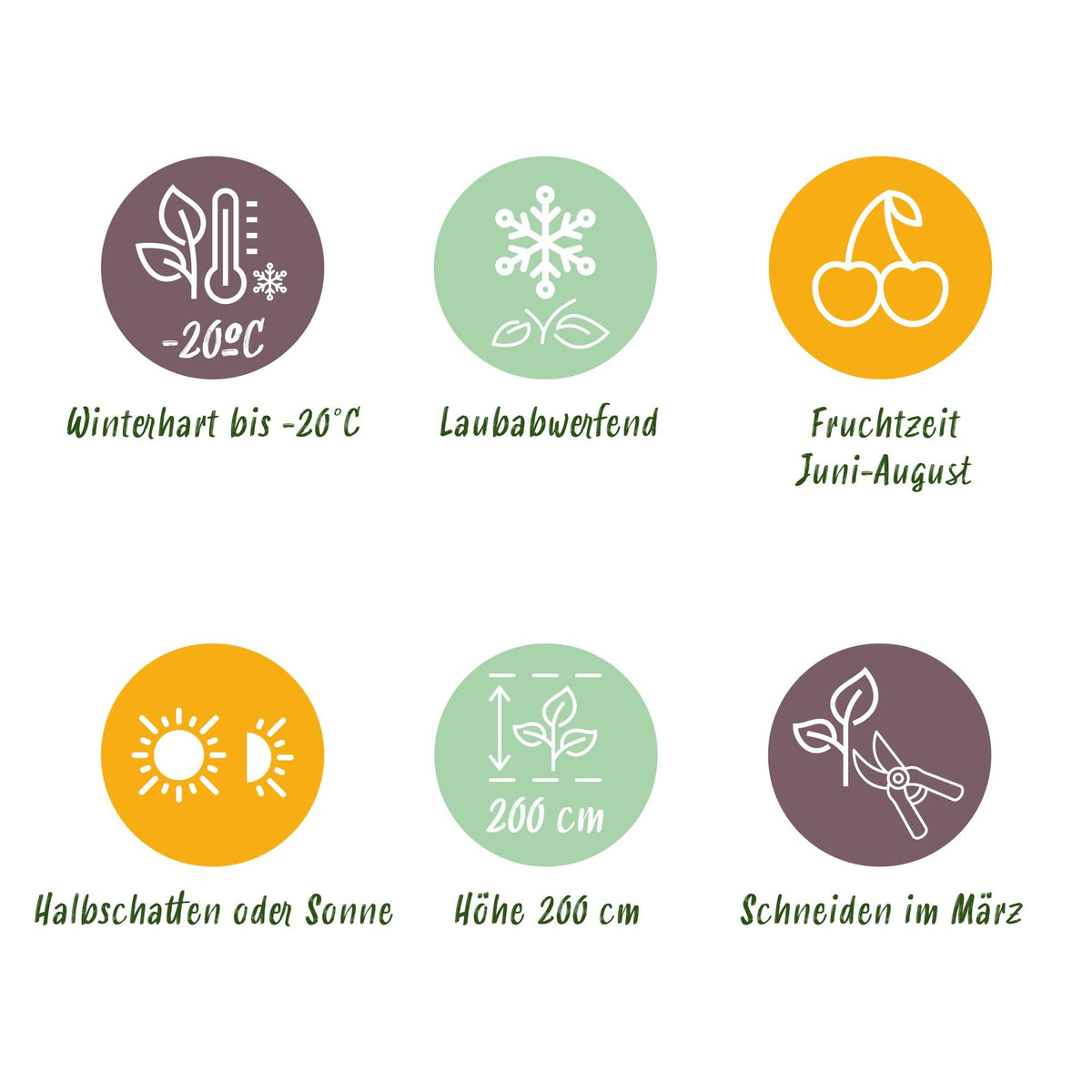 Frambozenplant voor balkon – Zoete rode framboos, winterhard (2 planten) - plantenbak voor een groen balkon Vercony