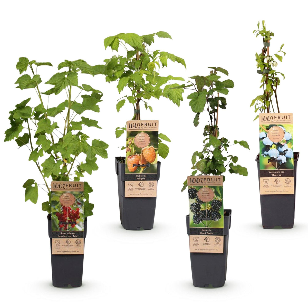 Fruitplanten mix voor balkon – Rainbow, extra groot &amp; eetbaar, 4 soorten (4 planten) - jardinera para un balcón verde Vercony
