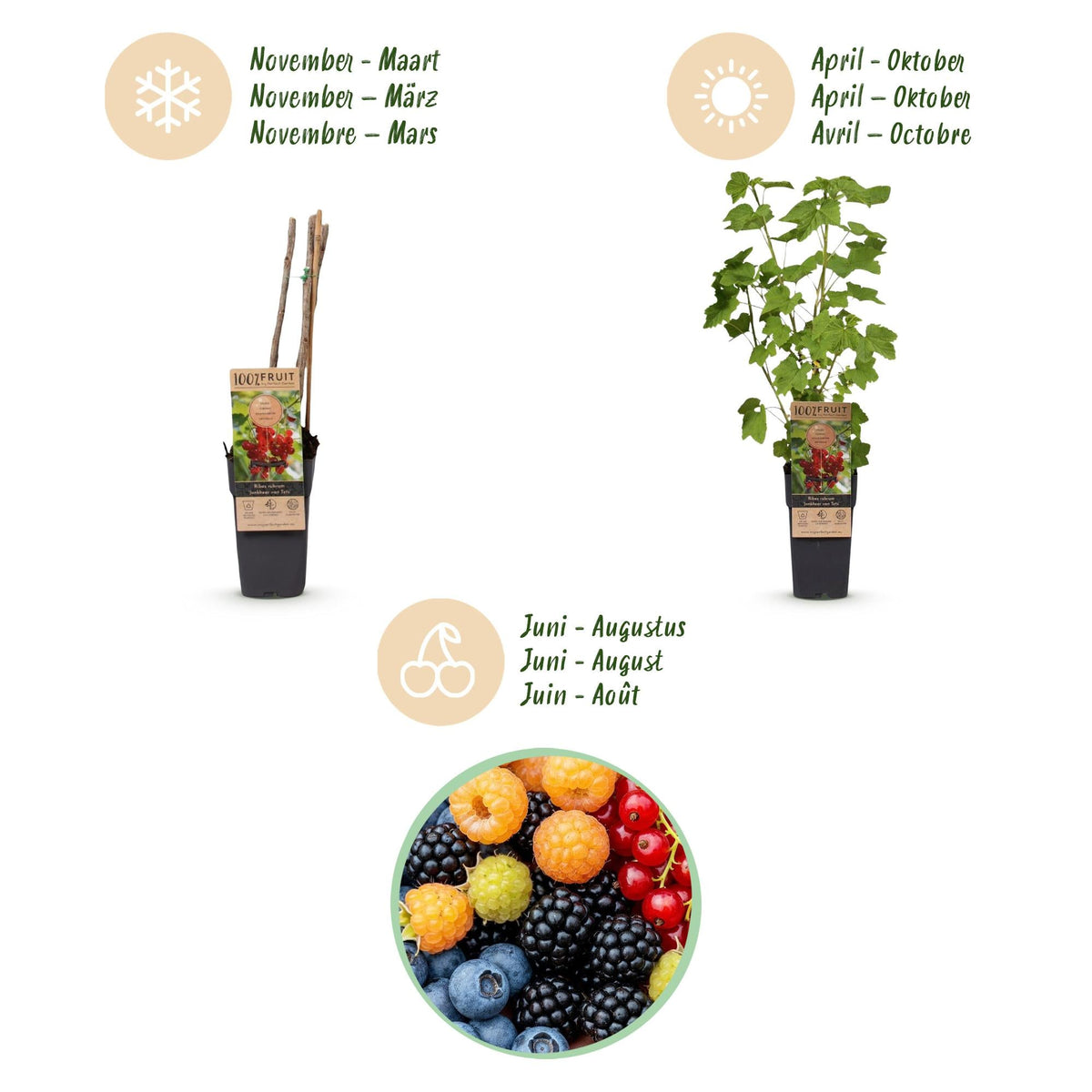 Fruitplanten mix voor balkon – Rainbow, extra groot &amp; eetbaar, 4 soorten (4 planten) - jardinera para un balcón verde Vercony