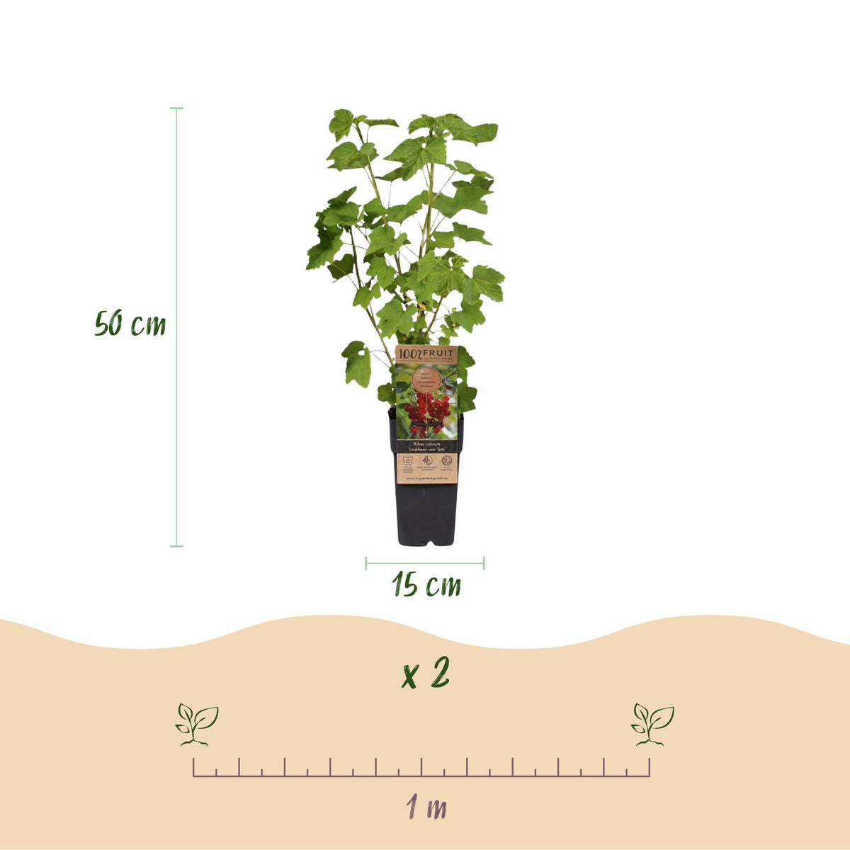 Fruitplanten mix voor balkon – Rainbow, extra groot & eetbaar, 4 soorten (4 planten) - jardinera para un balcón verde Vercony
